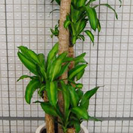 アレンジメント